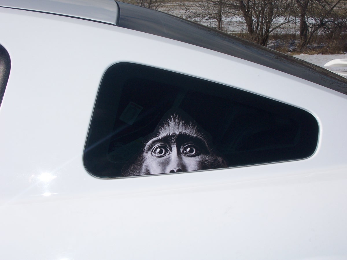 Peaking Monkey 4" x 10.5" Full color HOOD tailgate Graphic Window Decal