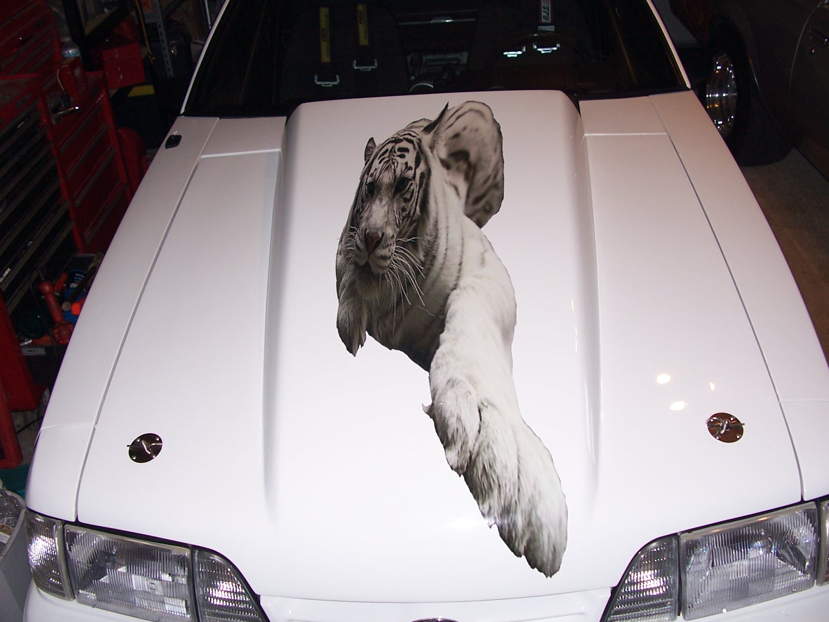 WHITE TIGER Cowl Hood Stripe Graphic Decal FULL COLOR Printed