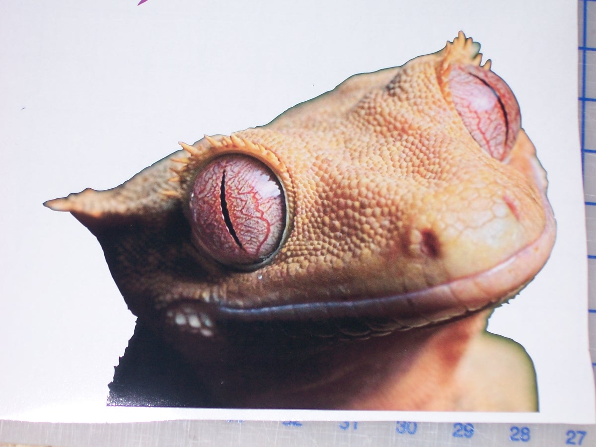 Peaking Tan Lizard 7" x 9.5" Full color HOOD tailgate Graphic Window Decal
