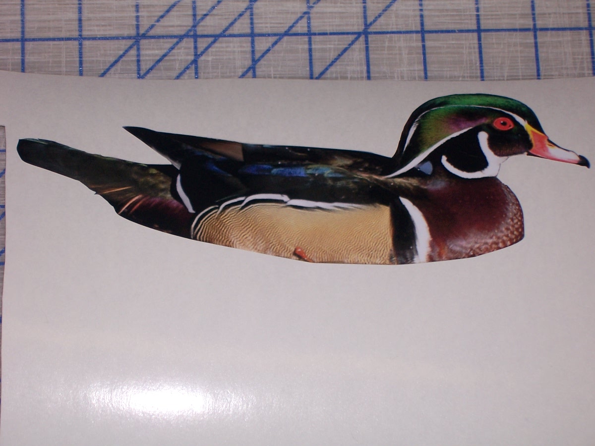 Mandarin Wood duck Full color Graphic Window Decal Sticker